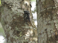 Neotibicen latifasciatus