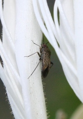 Lepidargyrus ancorifer