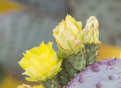 Opuntia santa-rita