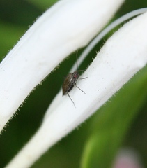 Lepidargyrus ancorifer