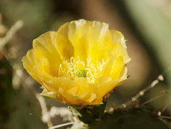 Opuntia santa-rita