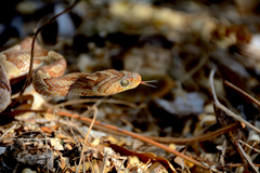 Trimorphodon paucimaculatus