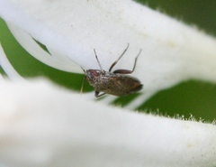 Lepidargyrus ancorifer