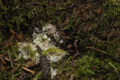 Fuligo cinerea