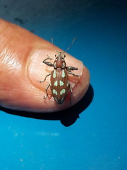 Naupactus bellus