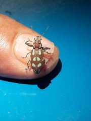 Naupactus bellus