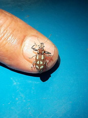 Naupactus bellus