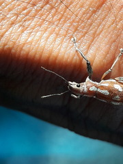 Naupactus bellus