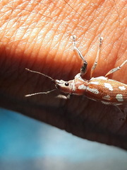 Naupactus bellus