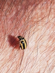 Cheilomenes propinqua