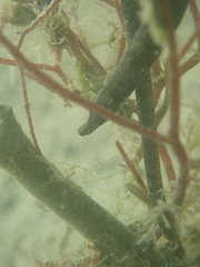 Nerophis lumbriciformis