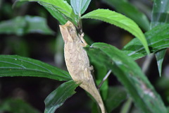 Brookesia superciliaris