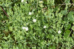 Stellaria crassipes