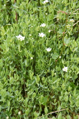Stellaria crassipes