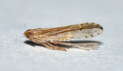 Phrictopyga occidentalis