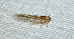 Phrictopyga occidentalis