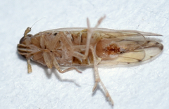 Phrictopyga occidentalis