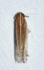 Phrictopyga occidentalis