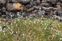 Stellaria crassipes