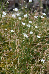 Stellaria crassipes