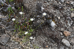 Stellaria edwardsii