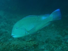 Choerodon schoenleinii