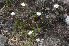 Stellaria edwardsii