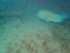 Choerodon schoenleinii