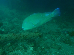 Choerodon schoenleinii