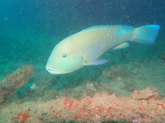 Choerodon schoenleinii