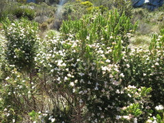 Erica triflora