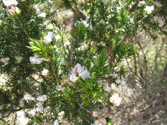 Erica triflora