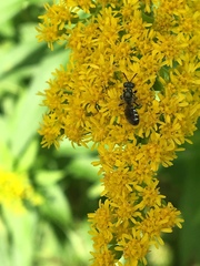 Perdita octomaculata