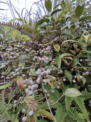 Vaccinium bracteatum