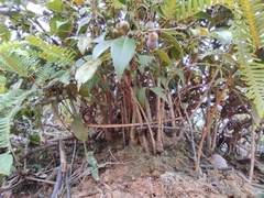 Vaccinium bracteatum