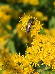 Perdita octomaculata