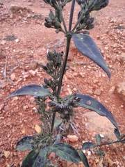 Oldenlandia mellii