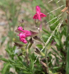 Salvia lemmonii