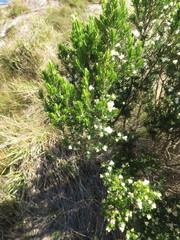 Erica triflora