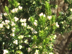 Erica triflora