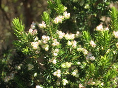 Erica triflora