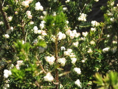 Erica triflora