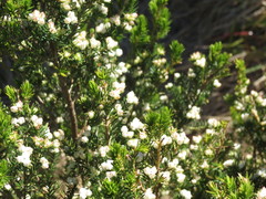 Erica triflora