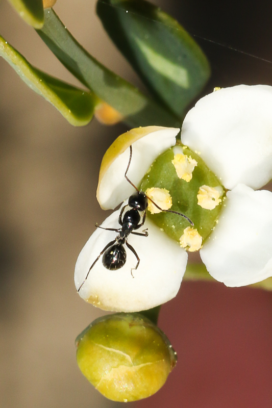 Camponotus werthi