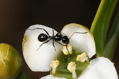Camponotus werthi