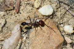 Ocymyrmex barbiger