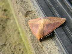 Ophisma