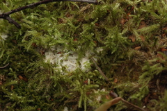 Fuligo cinerea