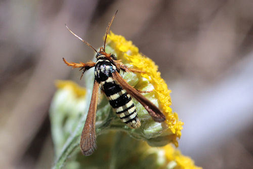 Negotinthia hoplisiformis