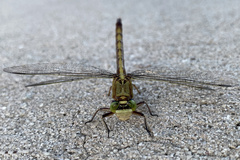 Arigomphus pallidus